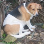 Benji
