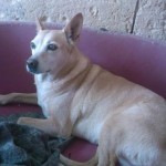 Dixie
