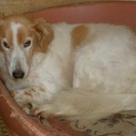 Jasmine - not for Adoption