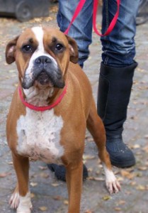 Pupa-Dog-Walk_WB