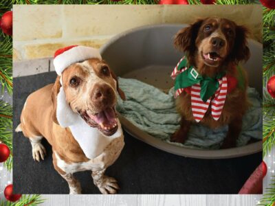 Happy Christmas and Thank you from Our Dogs