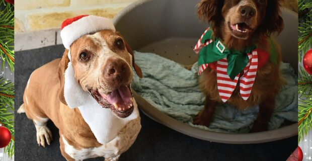 Happy Christmas and Thank you from Our Dogs