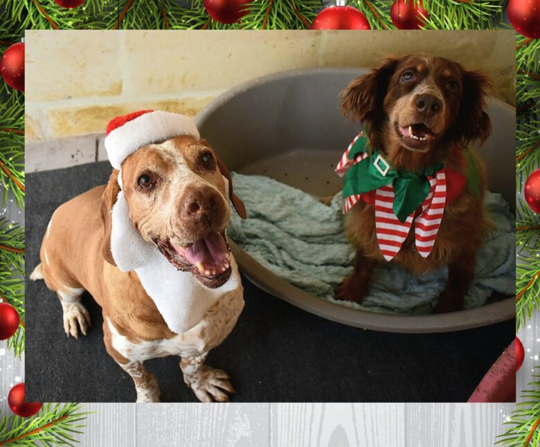 Happy Christmas and Thank you from Our Dogs